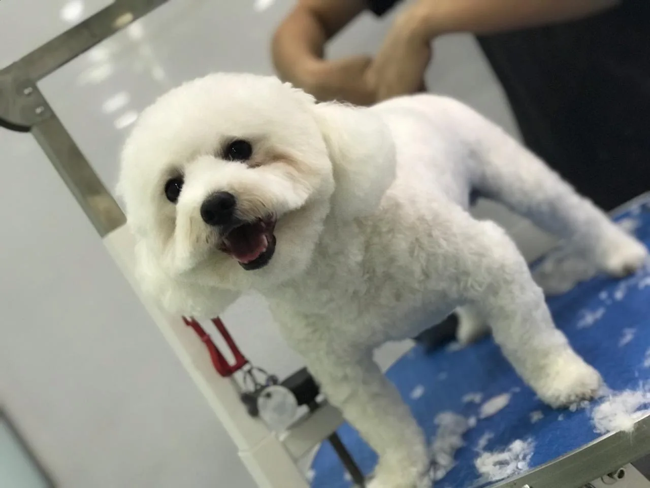 Freshly groomed white Bichon Frise on the grooming table