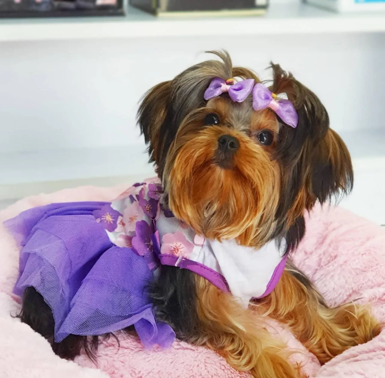 Yorkshire terrier in a purple tutu dress on a soft pink bed at Petlove