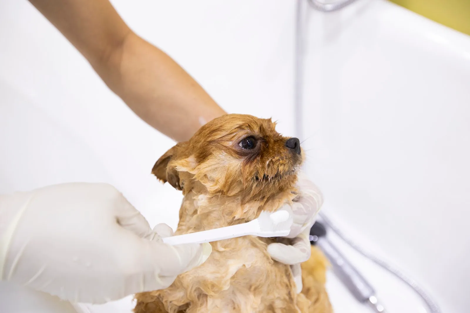 Gentle bath-time grooming detail at Petlove