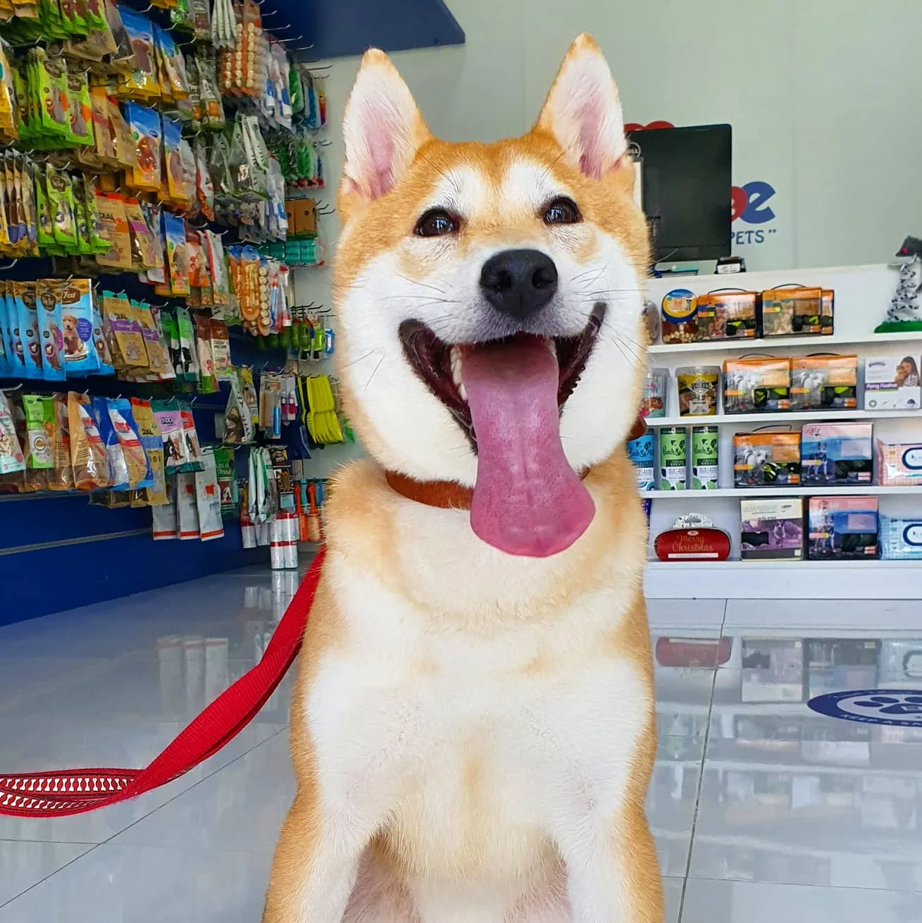 Smiling Shiba Inu inside the Petlove store