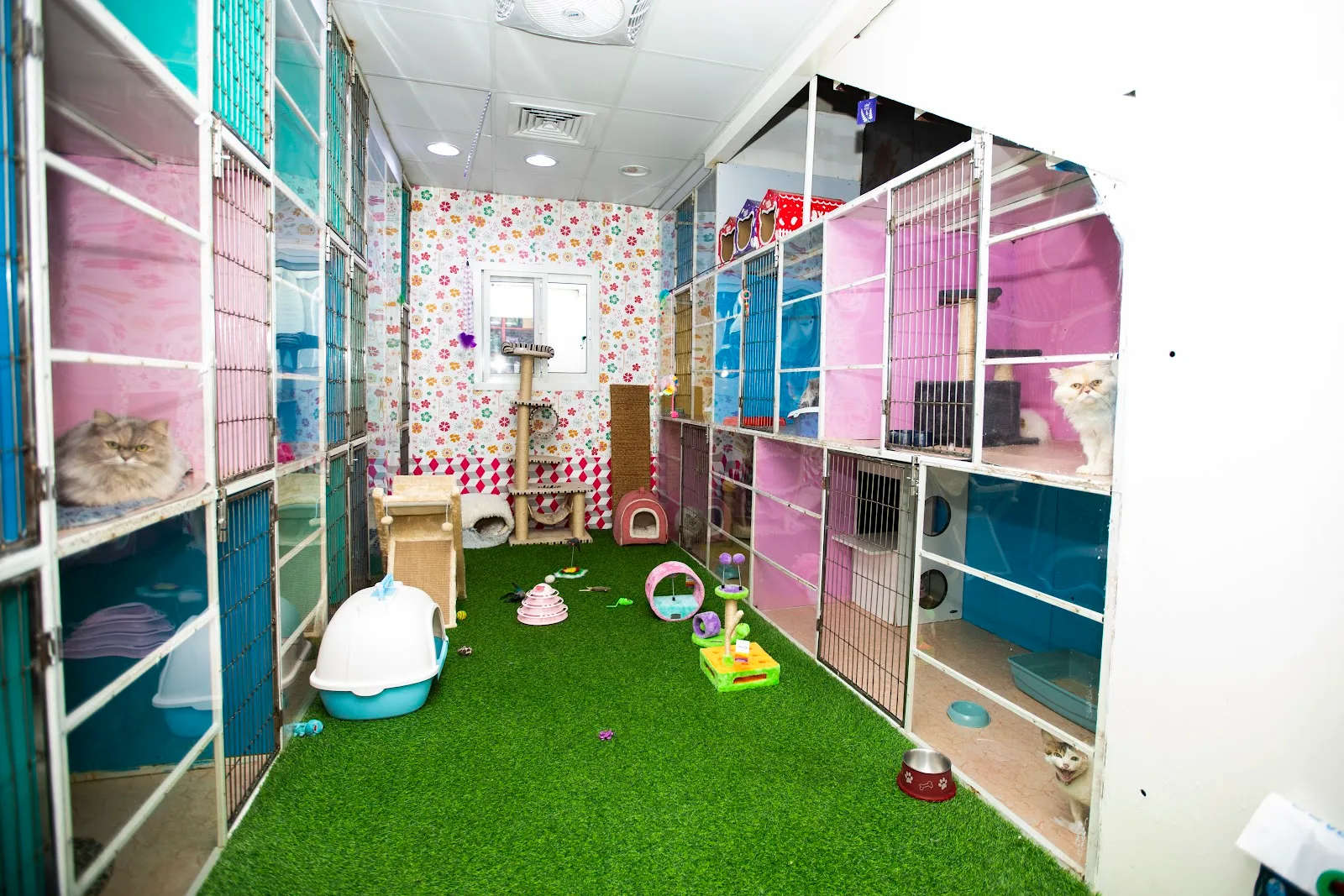 Clean Petlove cat boarding room with cosy multi-level condos