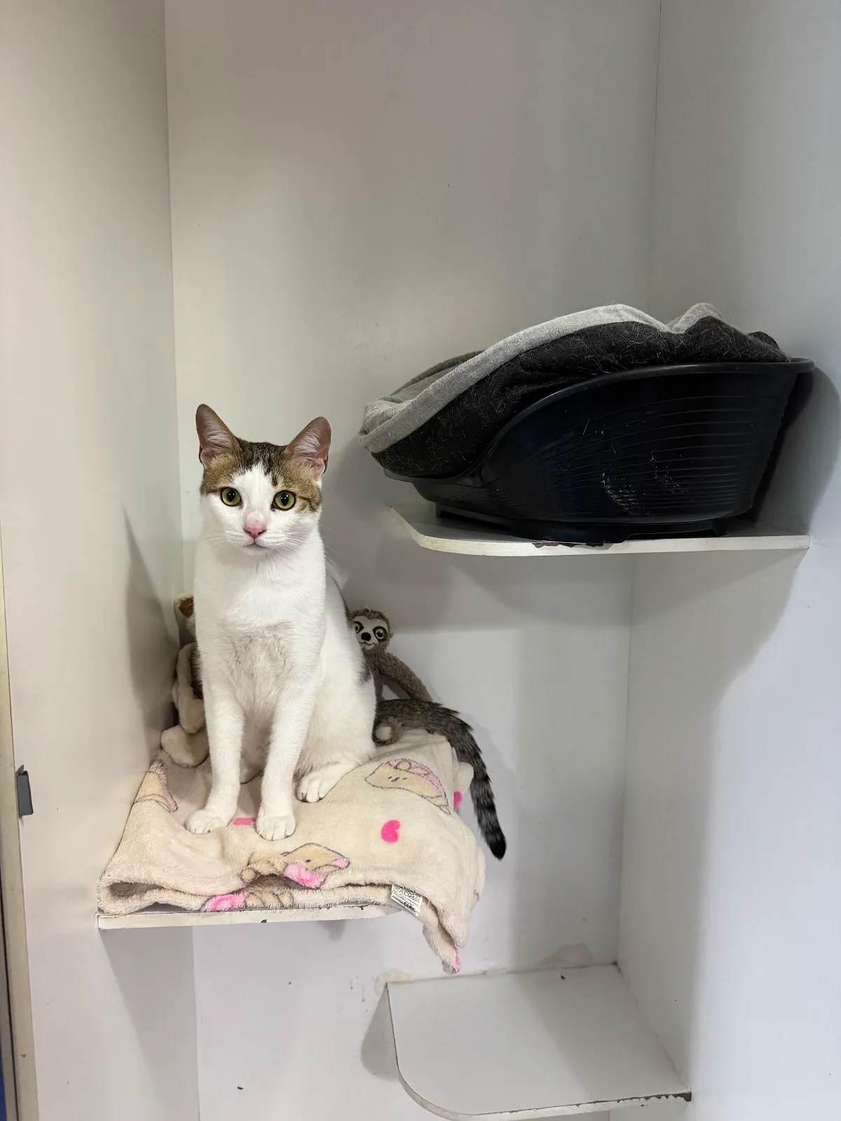 A white and tabby cat sitting on a cosy shelf inside its boarding condo