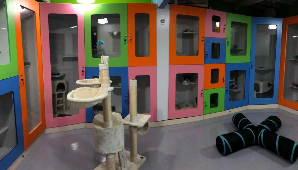A wall of colourful cat boarding condos with a cat tree in the foreground