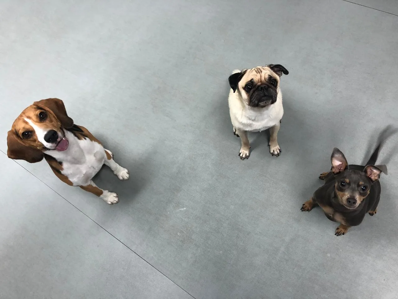 A beagle, a pug and a small dog sitting on the daycare floor looking up at the camera at House of Paws Dubai