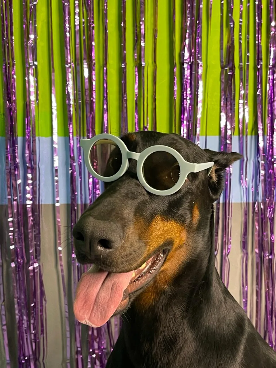 A playful Doberman wearing round sunglasses at a House of Paws party