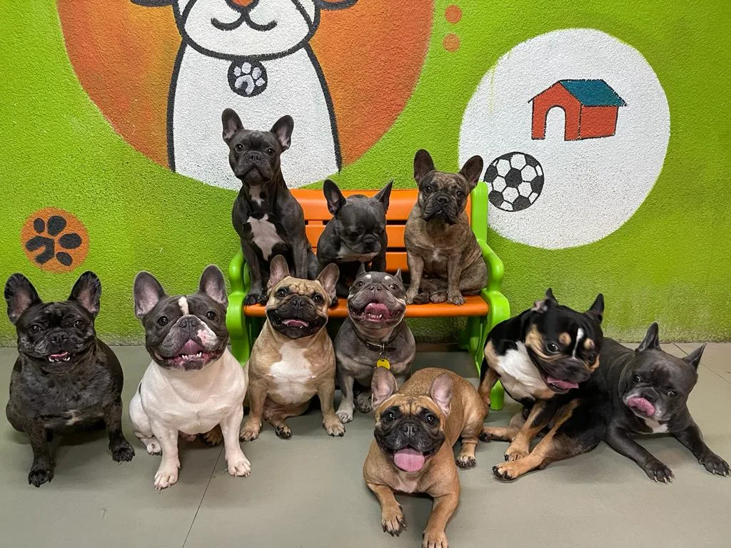 A happy group of French bulldogs sitting together in front of the colourful mural