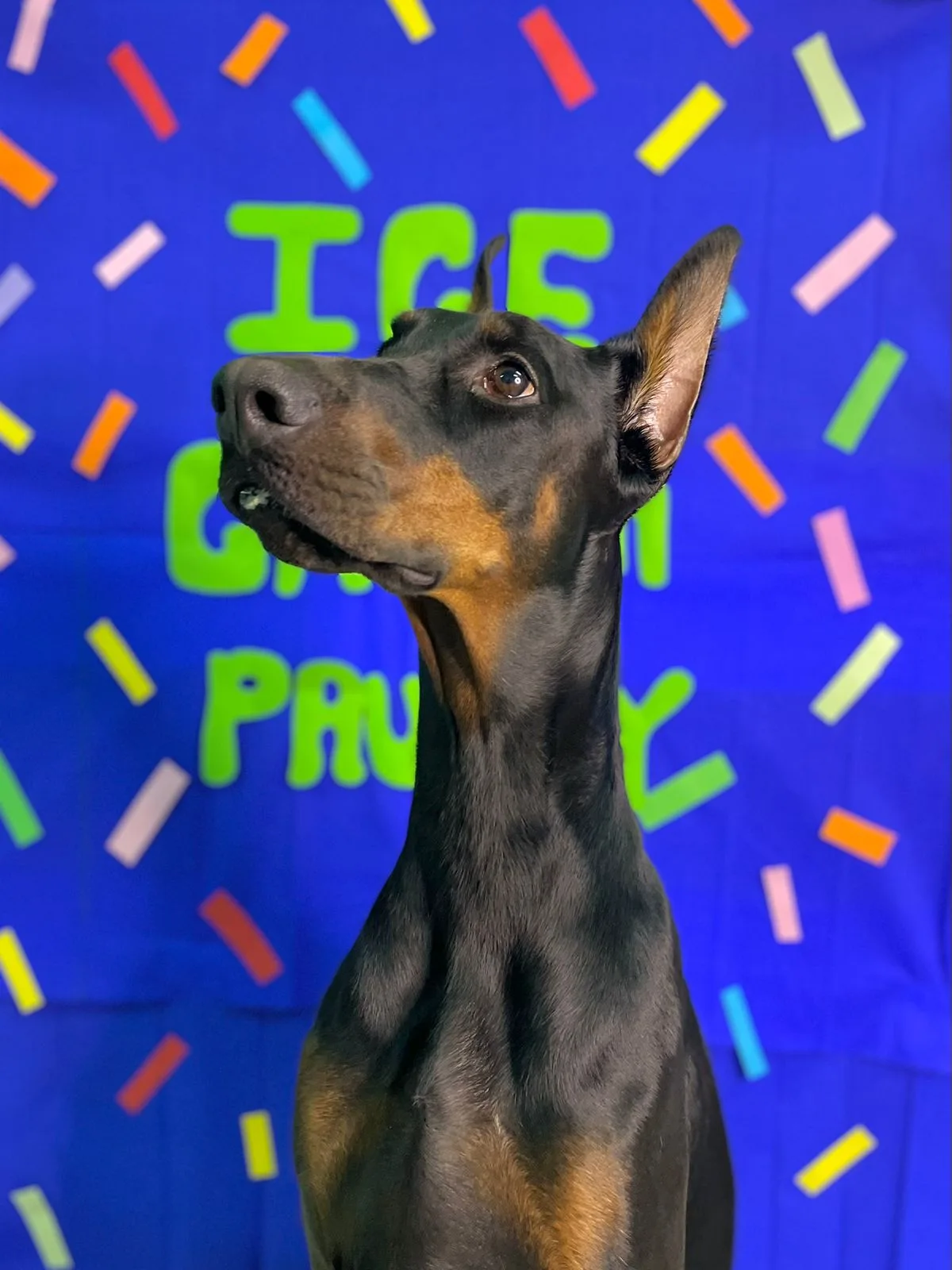 A Doberman sitting in front of a bright blue party backdrop with confetti