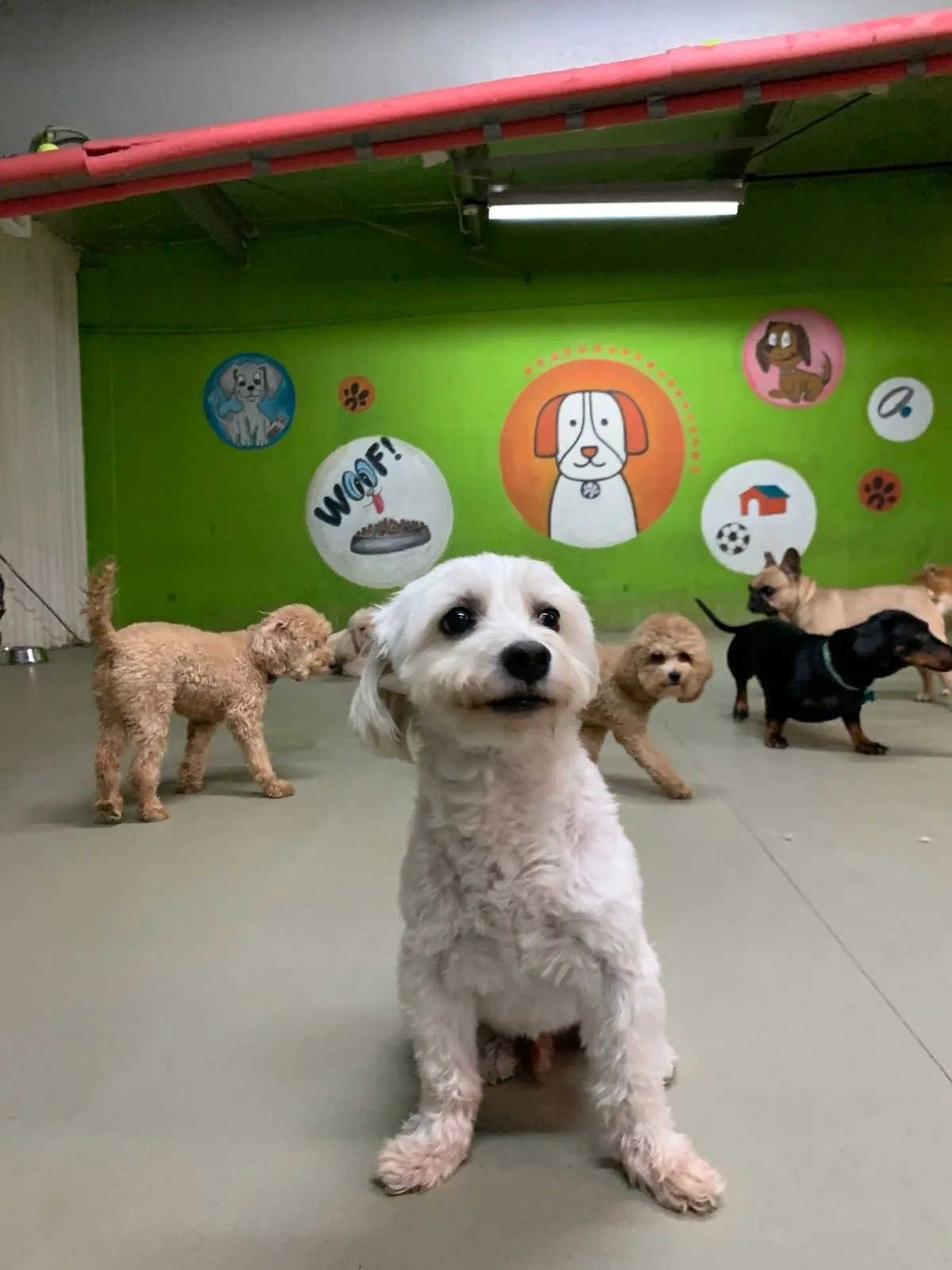A small white dog in the bright indoor play room with the painted dog mural behind it