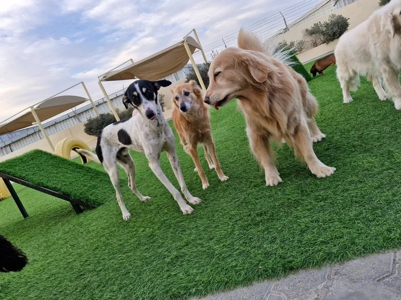 A group of dogs meeting and playing on the outdoor turf yard
