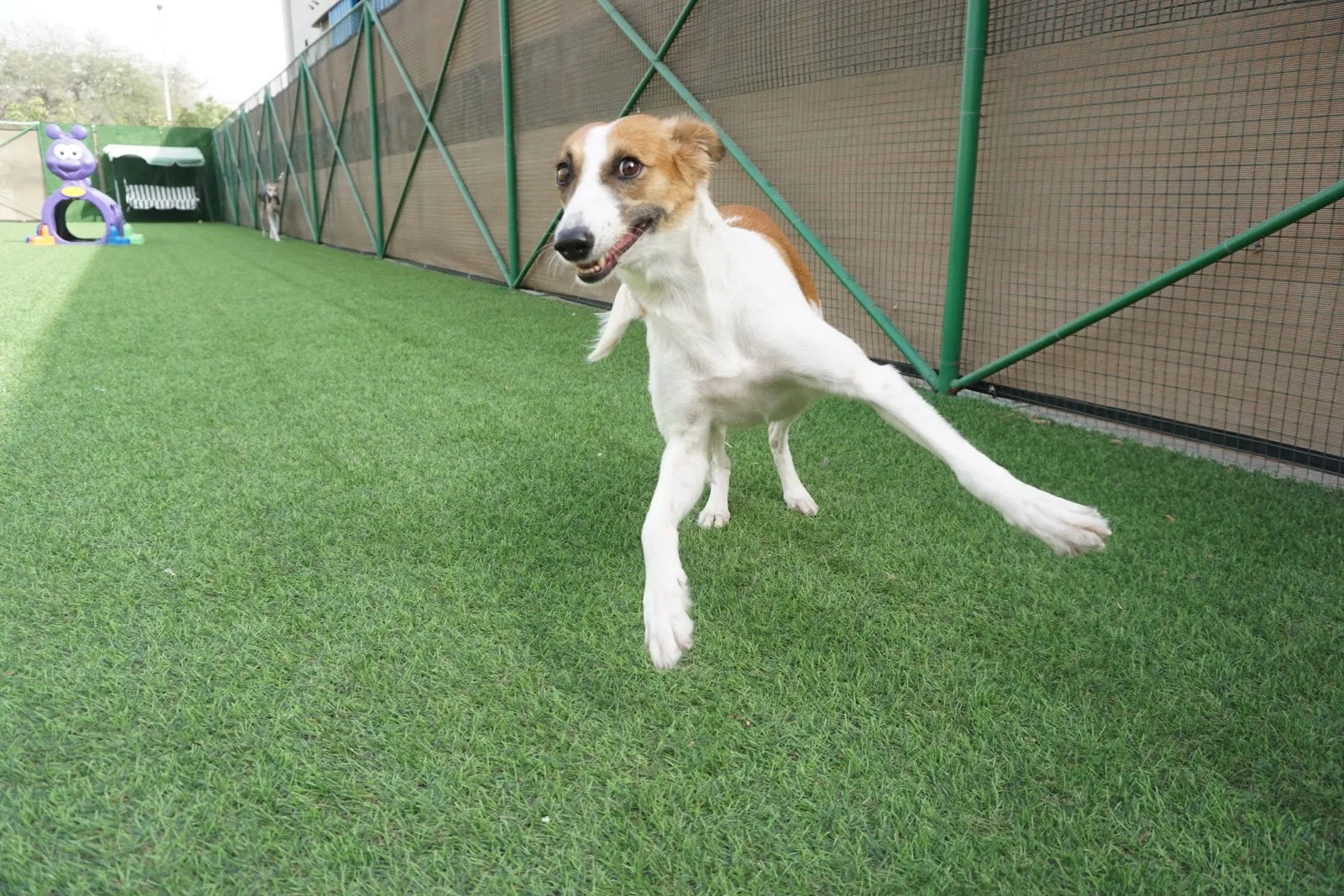 A brown and white dog running on the outdoor artificial turf play yard