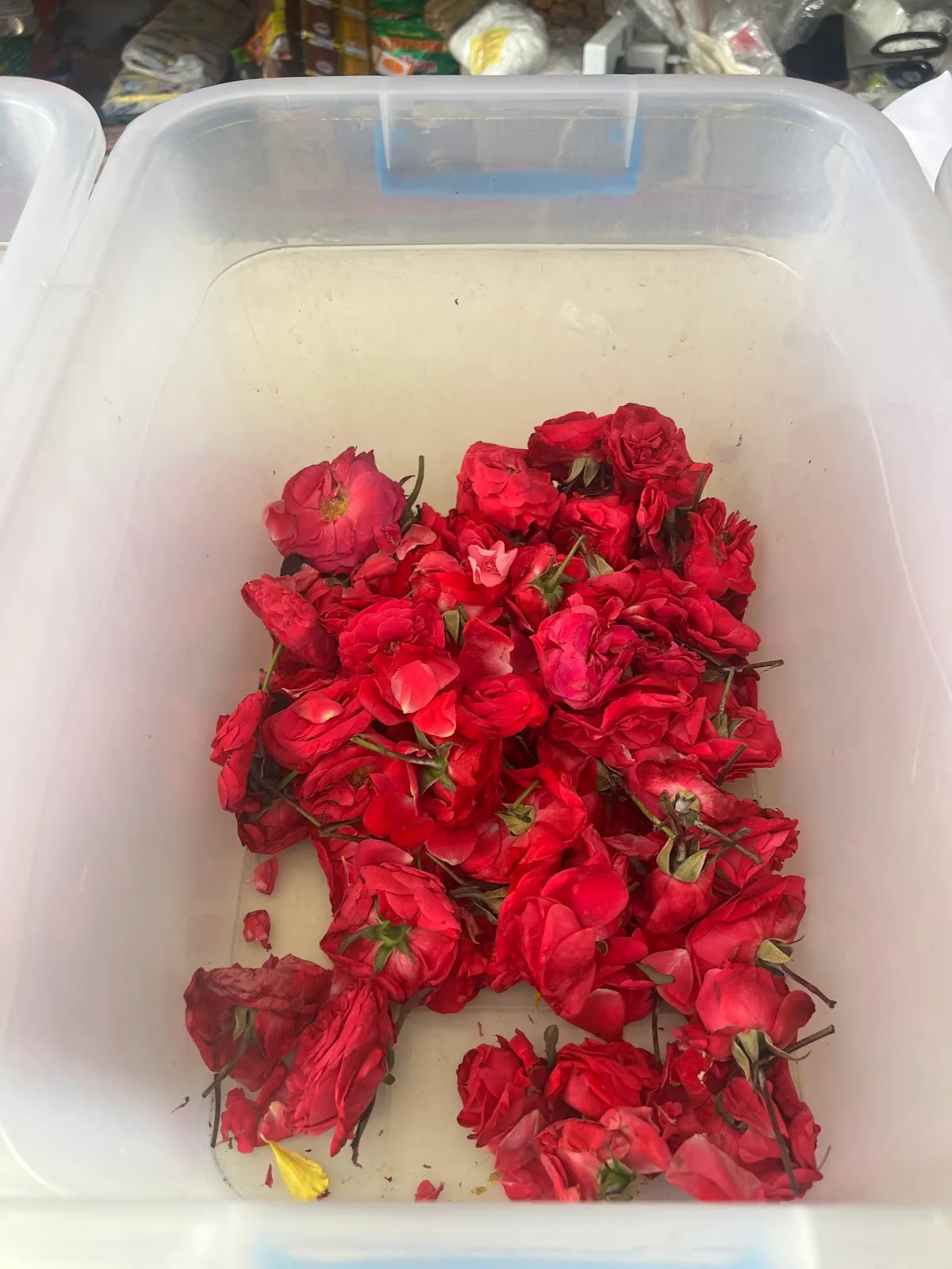 A bin of fresh deep-red roses.