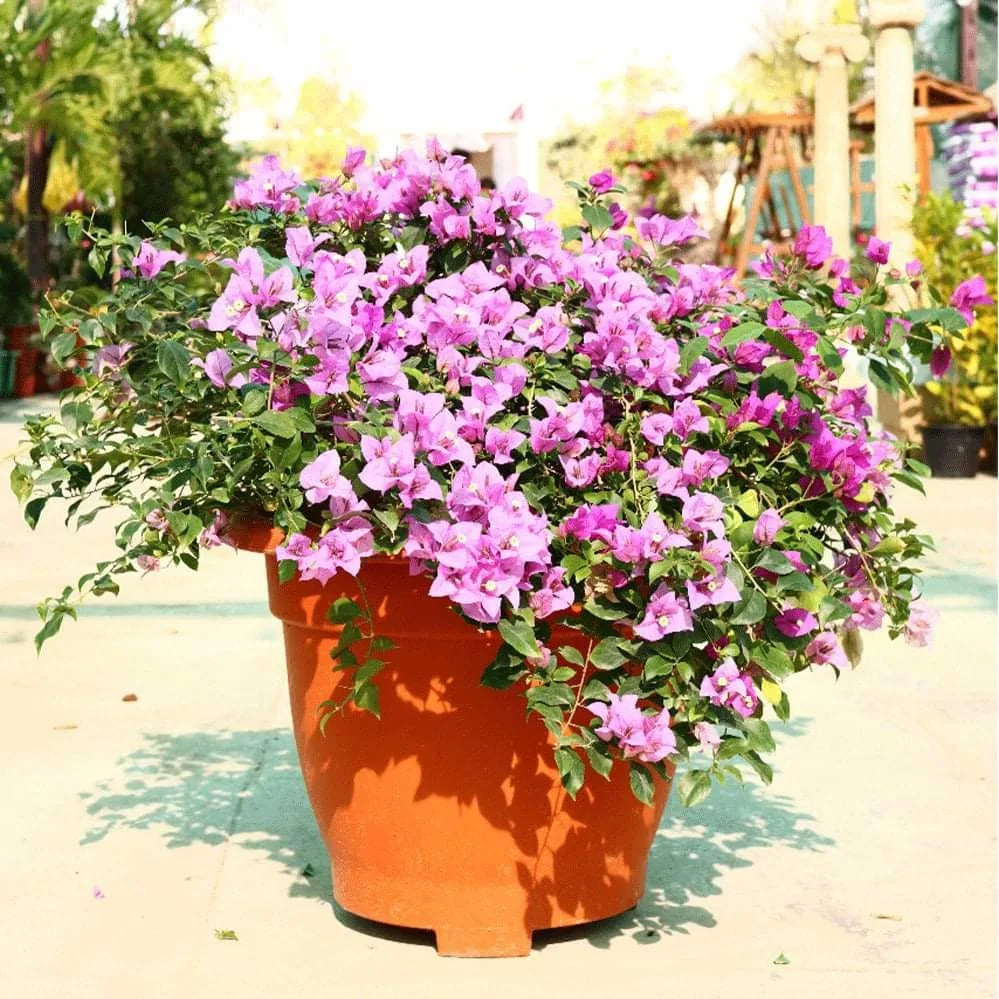 Purple bougainvillea flowering in a terracotta pot