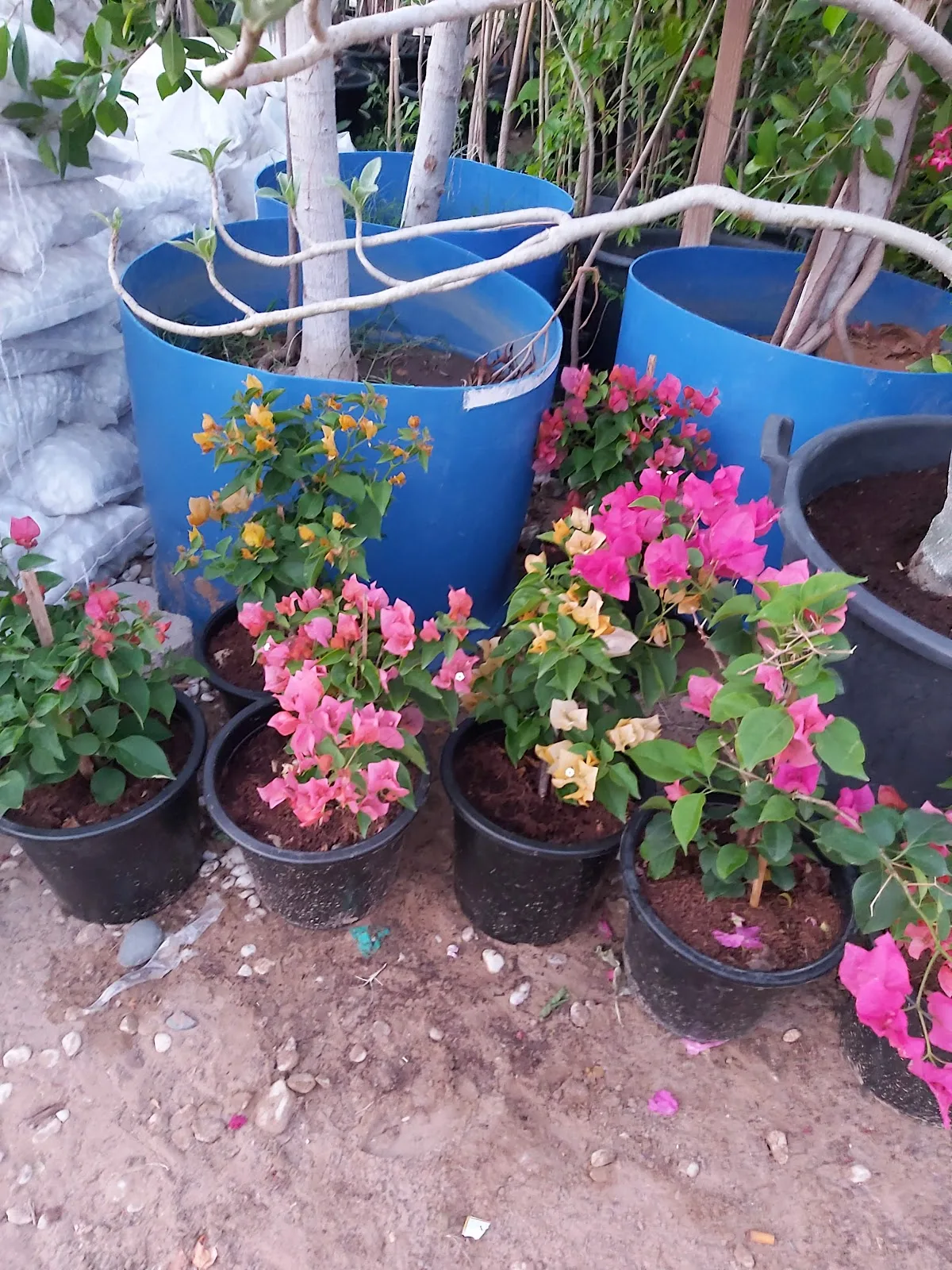Pink and orange bougainvillea in pots