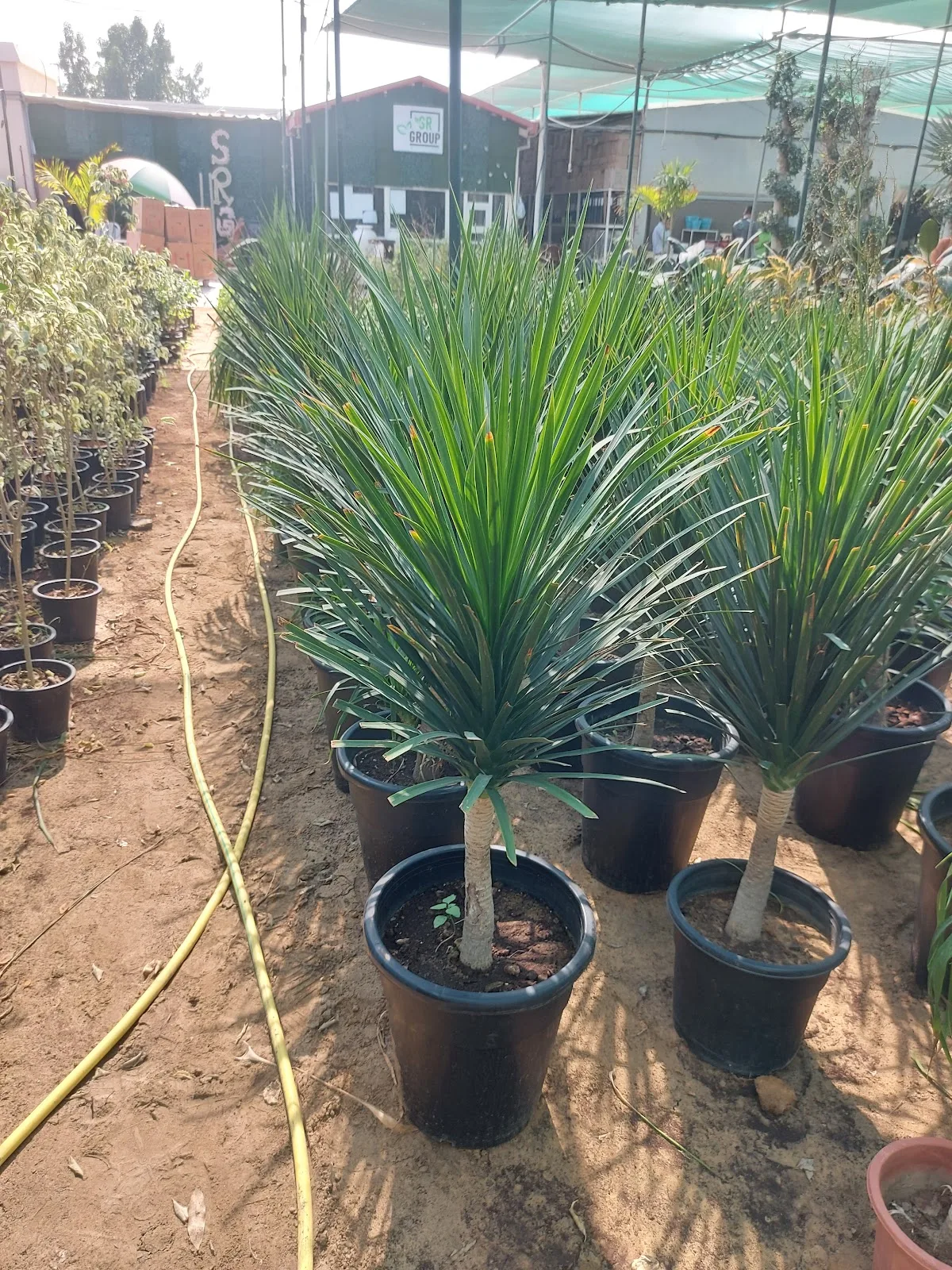 Rows of dracaena marginata in pots at the nursery