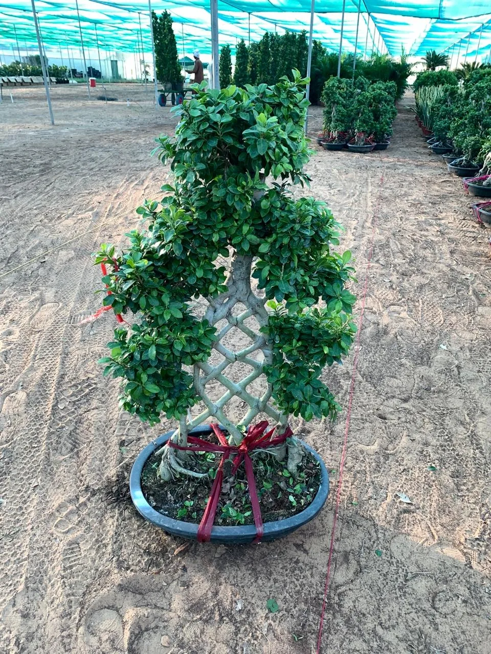 Braided ficus bonsai topiary tree