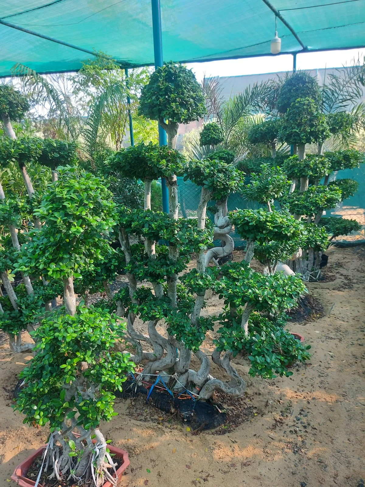 Sculpted S-stem ficus topiary trees