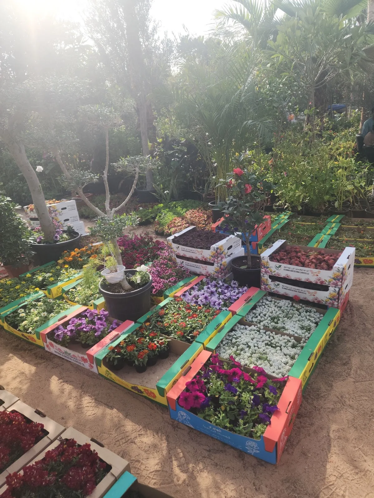 Seasonal flowering plants in crates