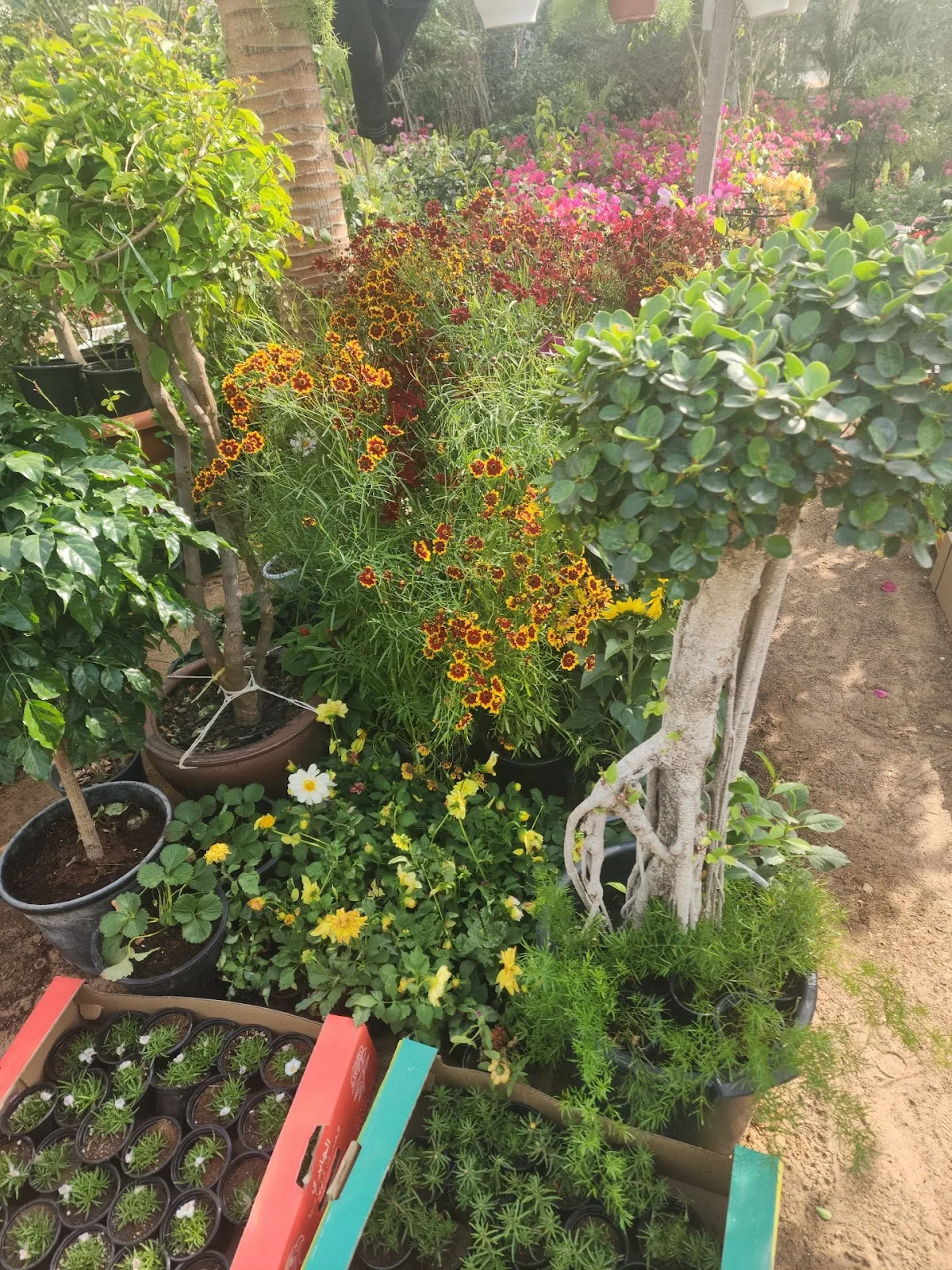 Mixed flowering plants beside ficus topiary balls