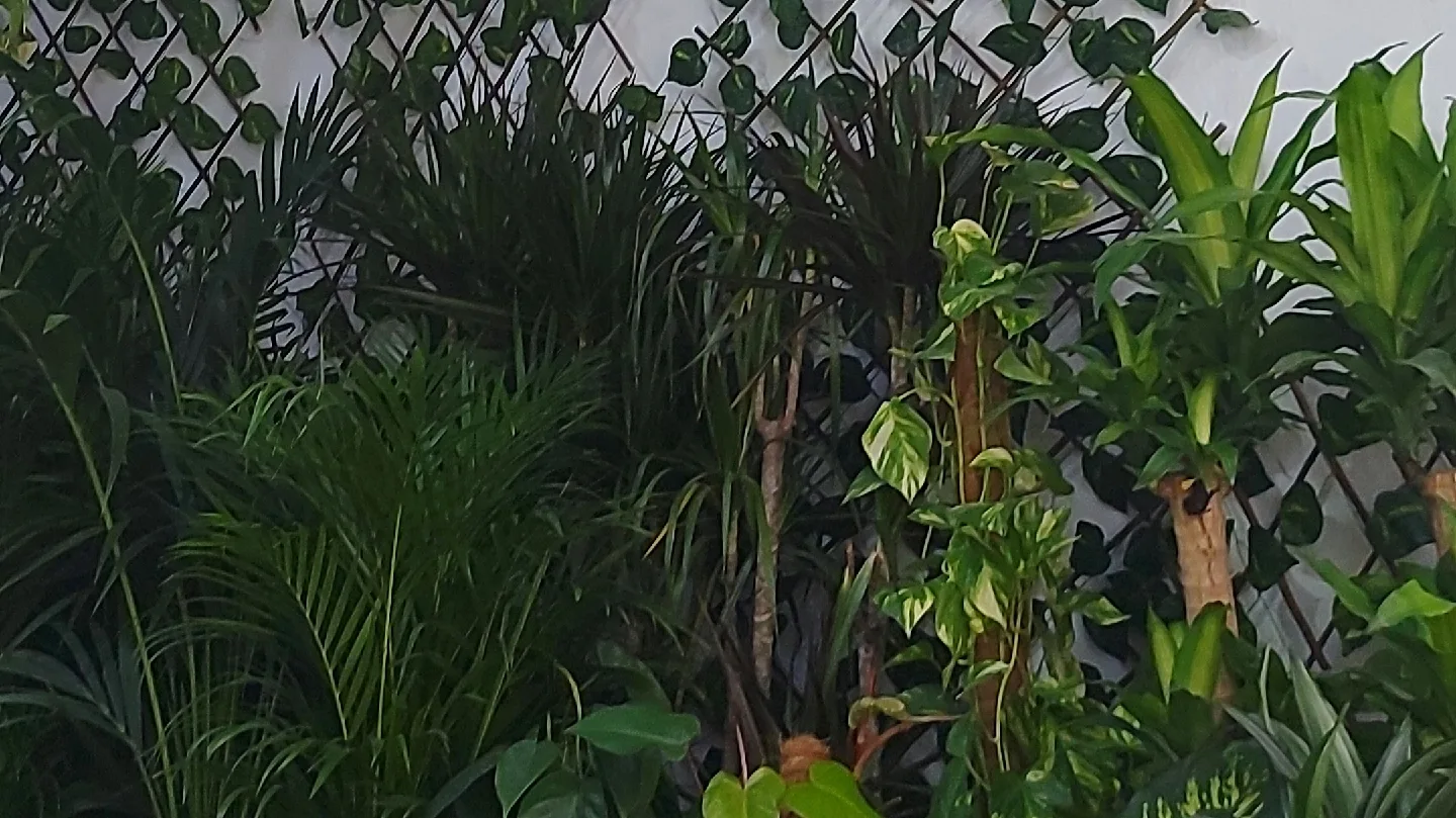 A dense green wall of mixed foliage
