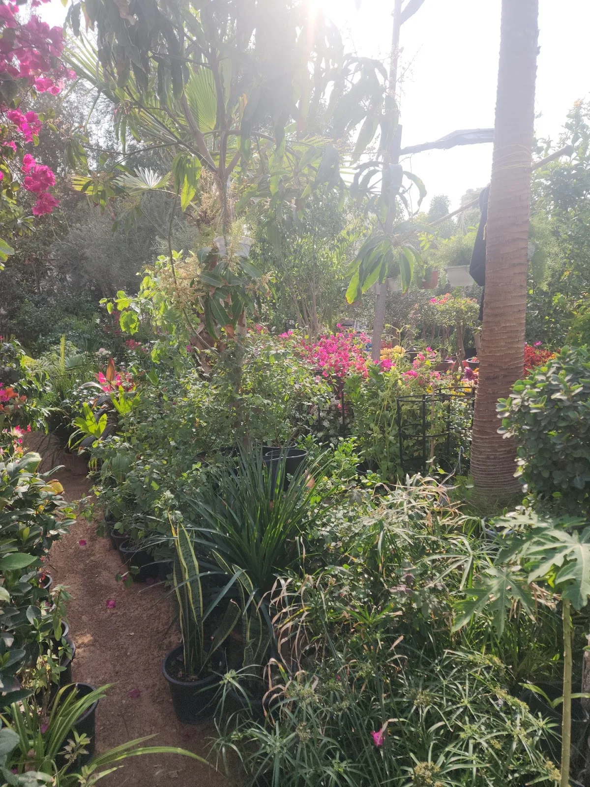 A sunlit path through flowering plants and trees