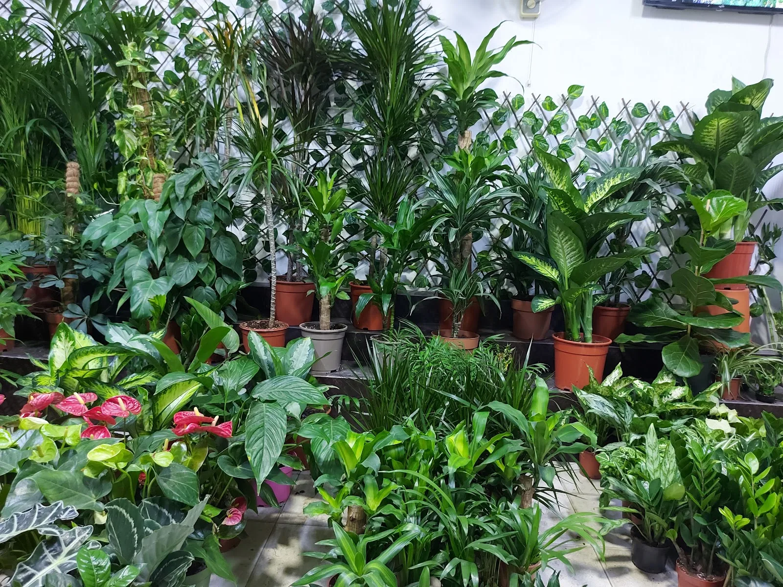 Rows of lush indoor plants — dracaena, dieffenbachia, anthurium and pothos — at Edge Plants Shop in Al Barsha 2