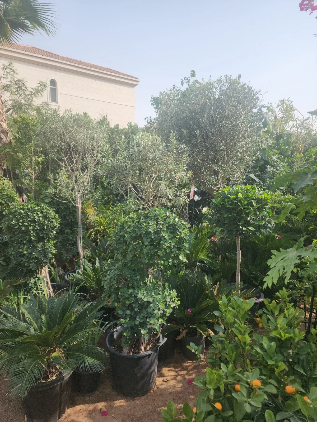 Outdoor olive trees and ficus topiary