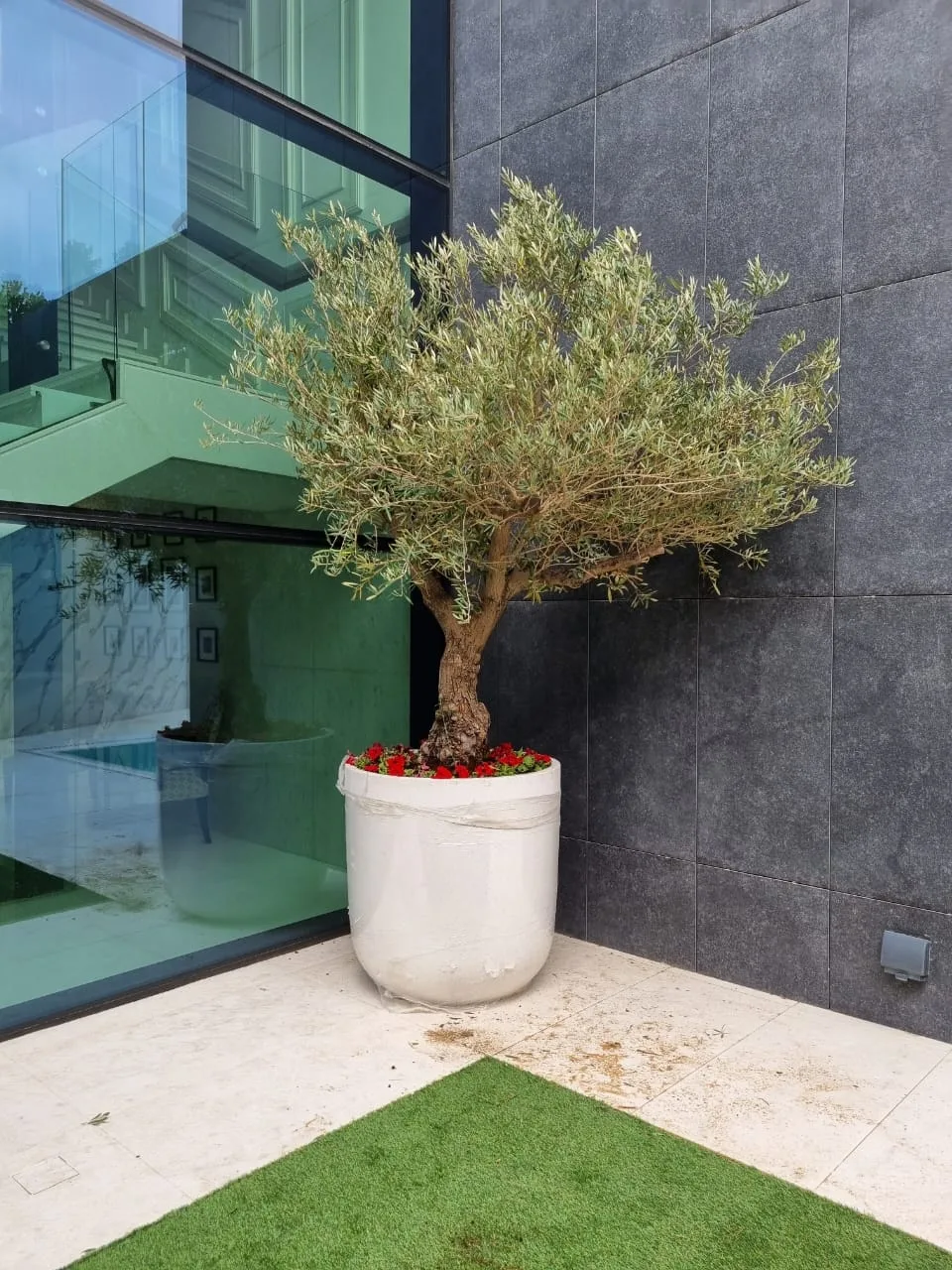 A mature olive tree in a white pot beside a modern Dubai villa