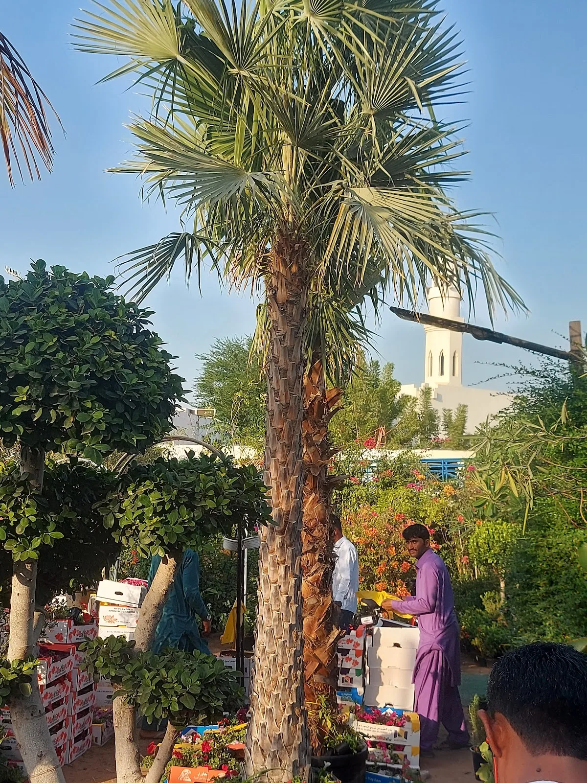 A tall fan palm at the nursery with a Dubai mosque minaret behind