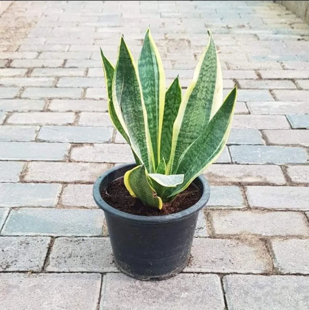 A variegated snake plant in a black pot