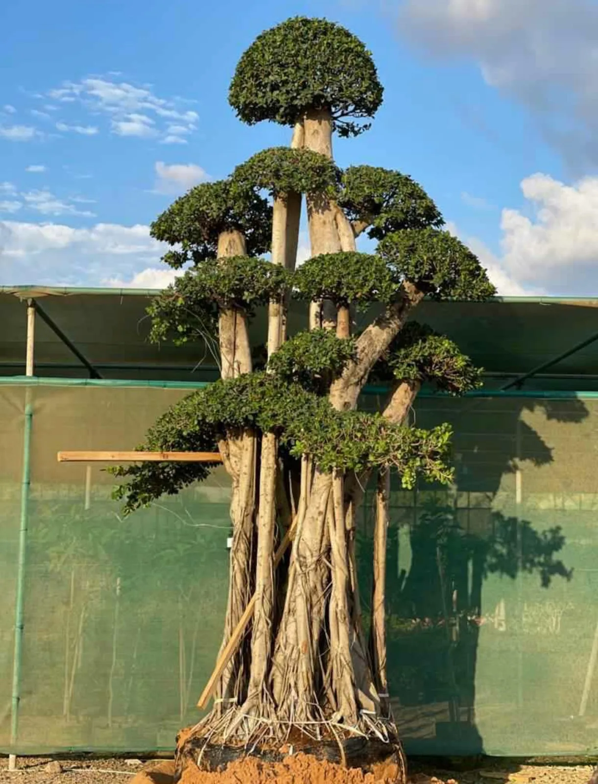 A large layered ficus topiary tree against blue sky