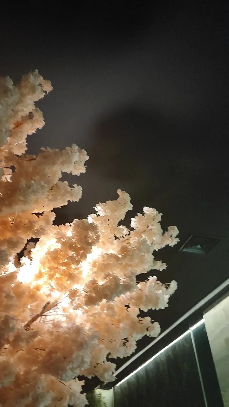 Illuminated blossom tree inside the restaurant at night