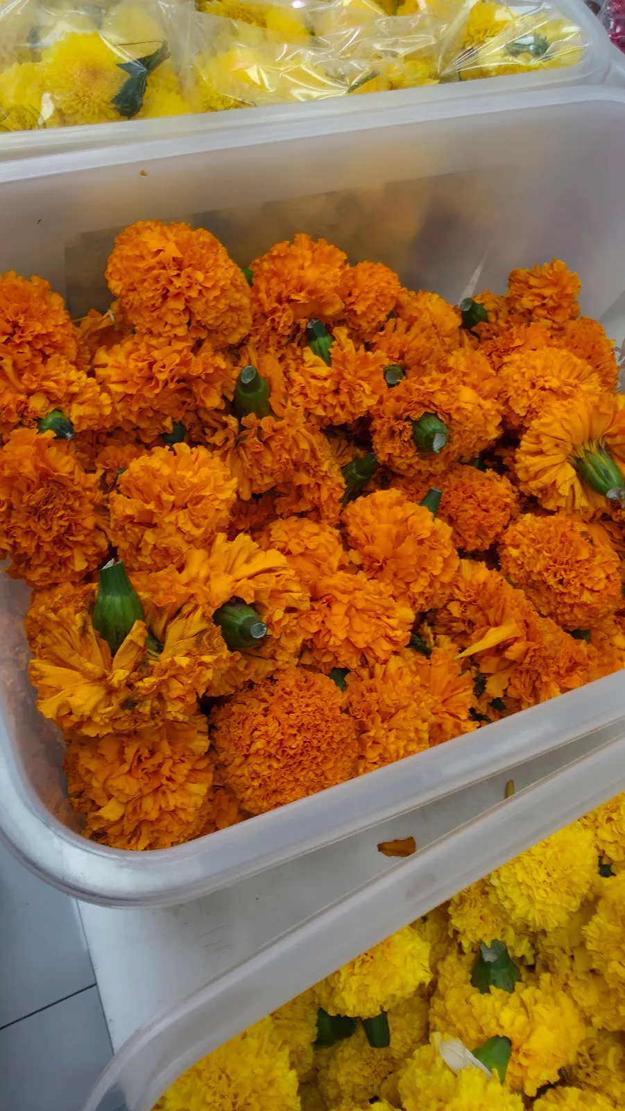 Boxes of fresh orange marigold flowers