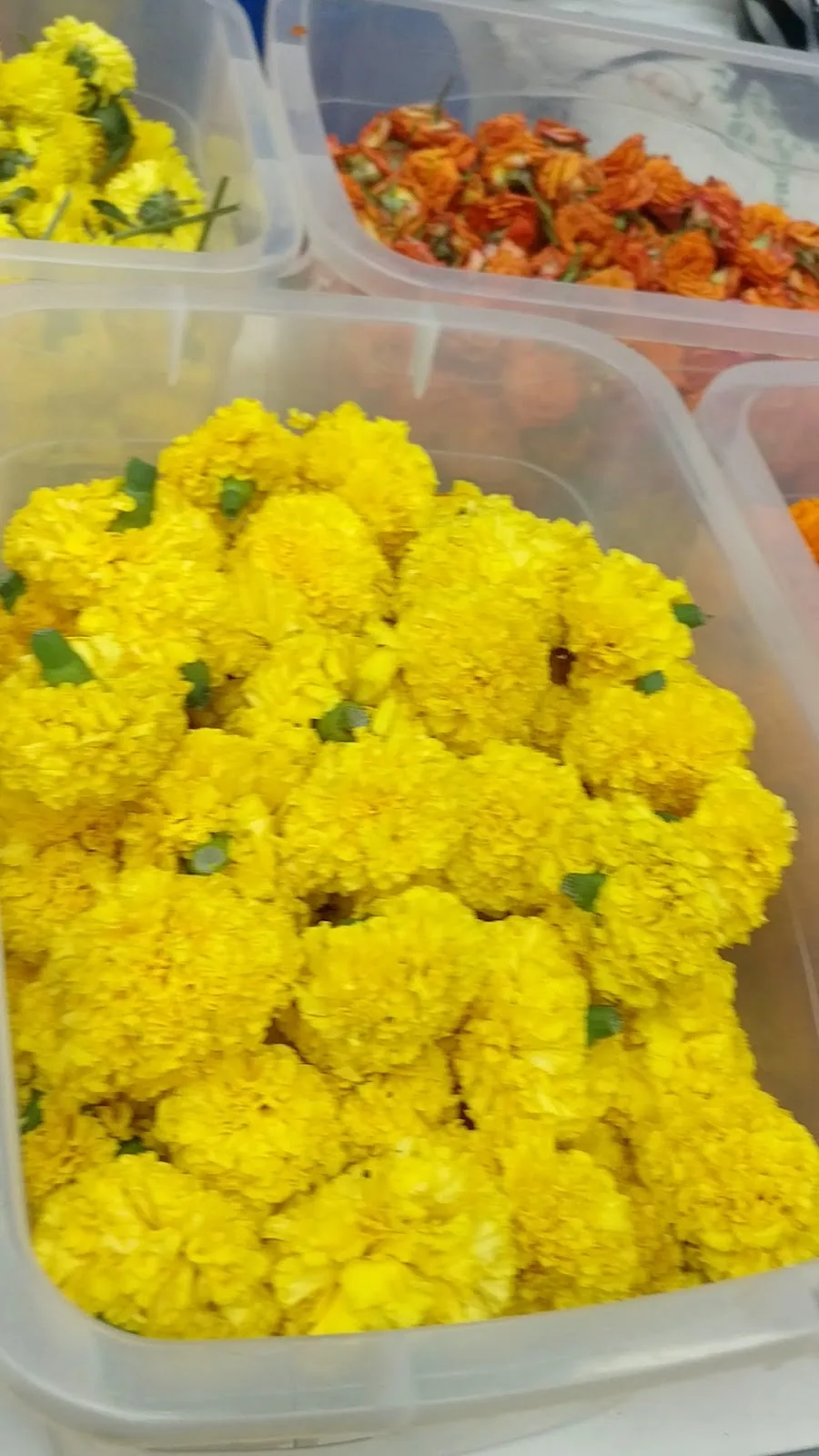 Bright yellow marigold blooms packed fresh in store