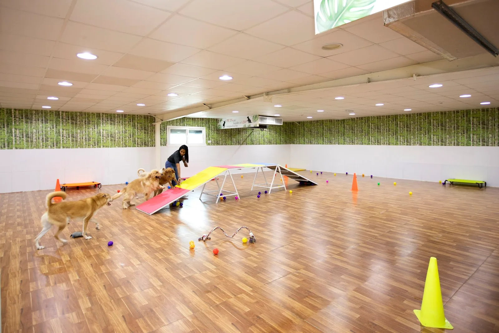 Dogs running an agility course in the indoor playroom