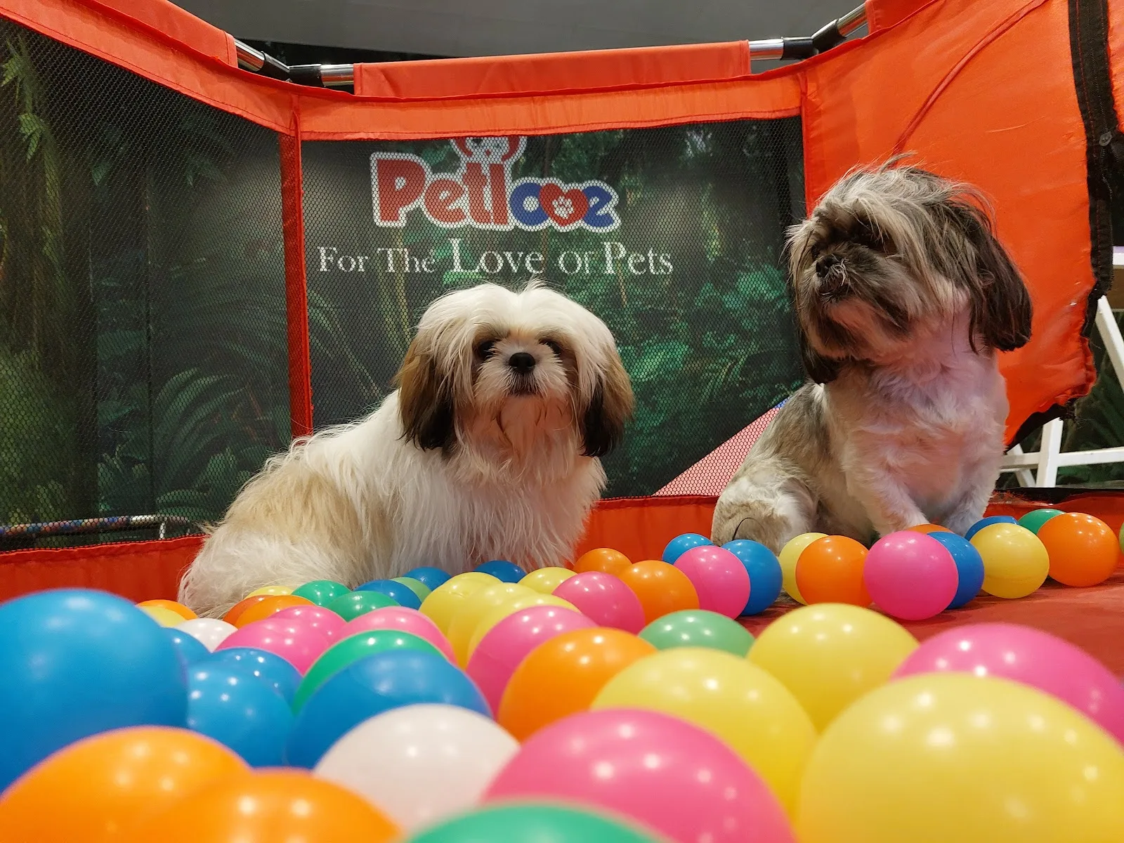 Two Shih Tzus enjoying the colorful ball pit at Petlove