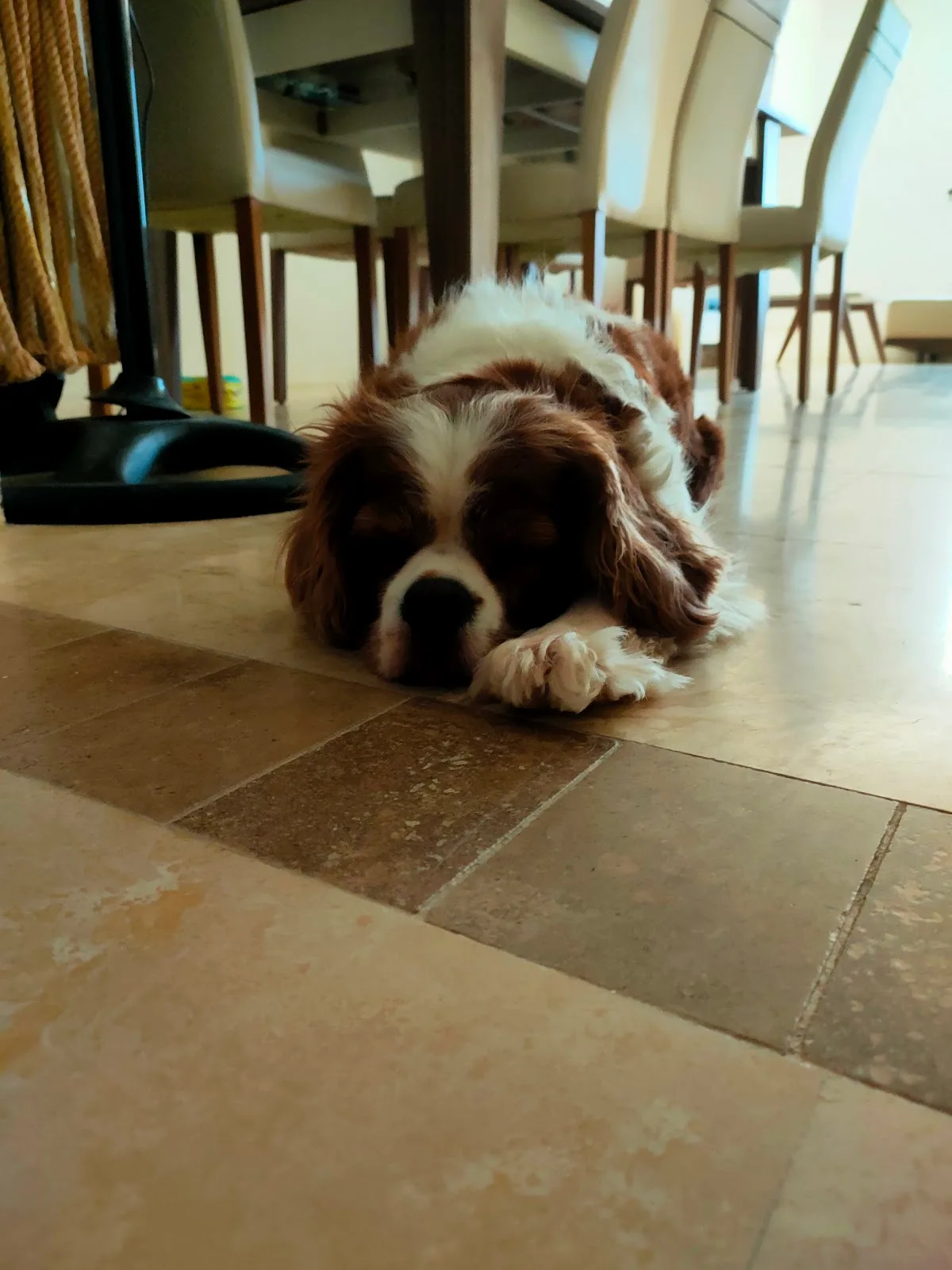 A Cavalier King Charles Spaniel resting calmly during a boarding stay at Petlove