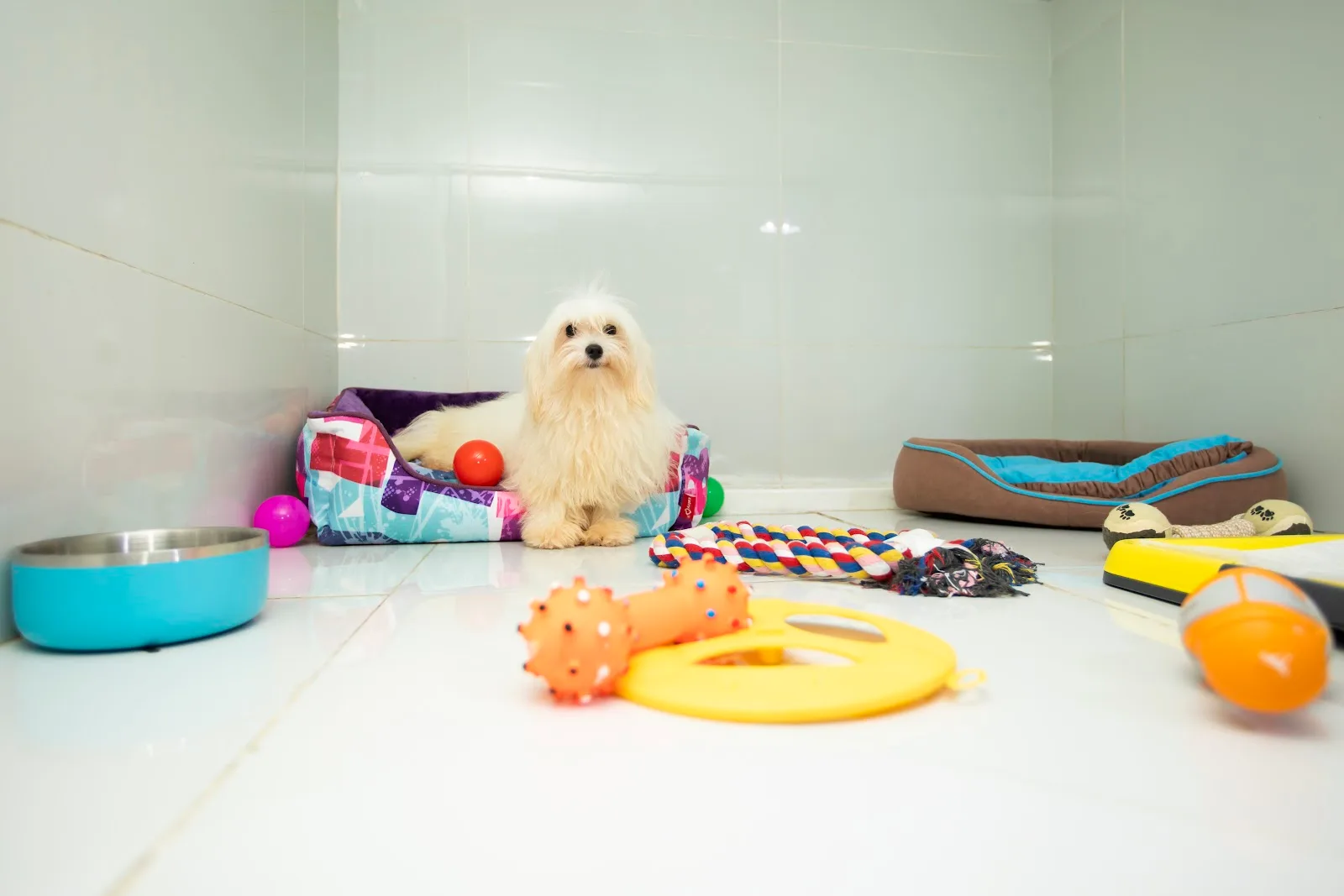 A happy small dog surrounded by toys in a clean boarding room at Petlove