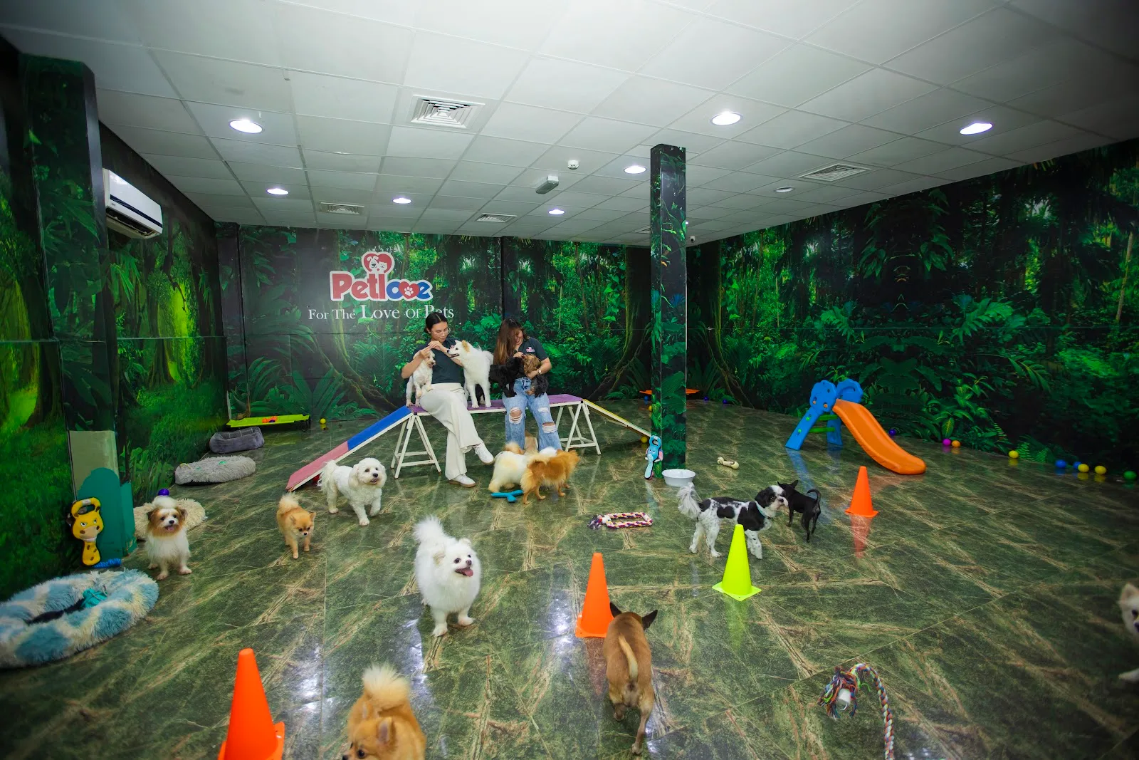 Petlove's spacious jungle-themed daycare room full of dogs and staff