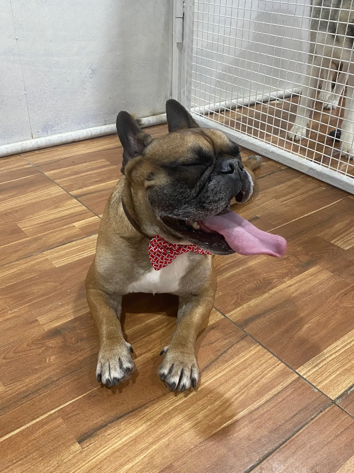 A French bulldog wearing a red bow tie at Petlove