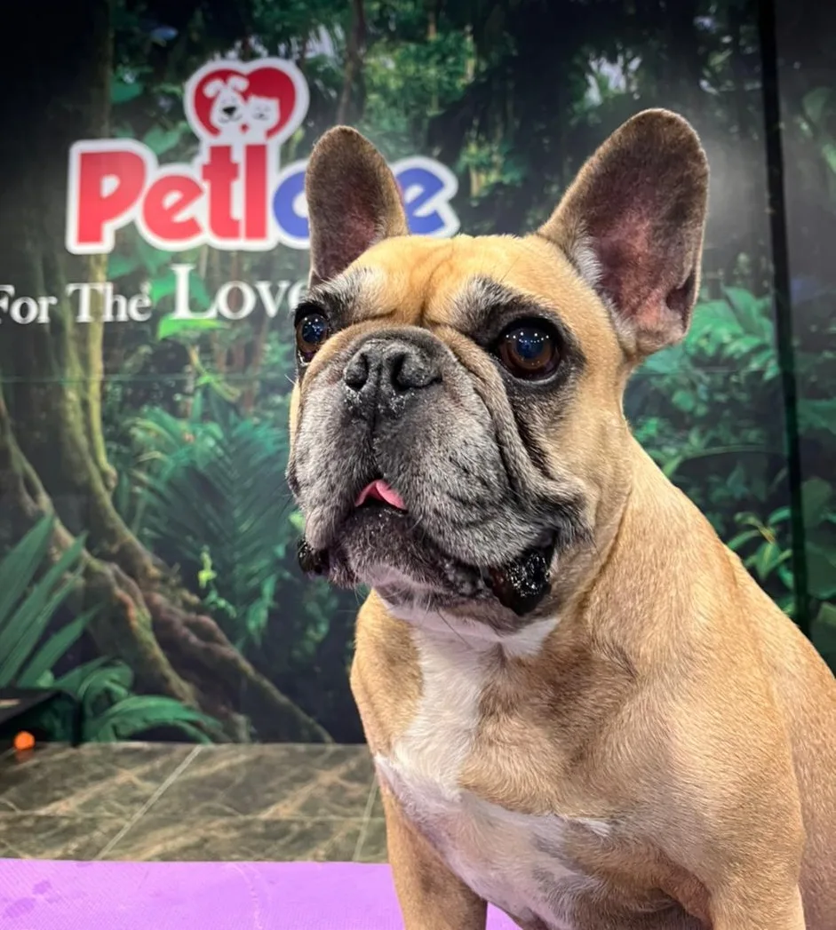 Close-up portrait of a French bulldog against the jungle mural