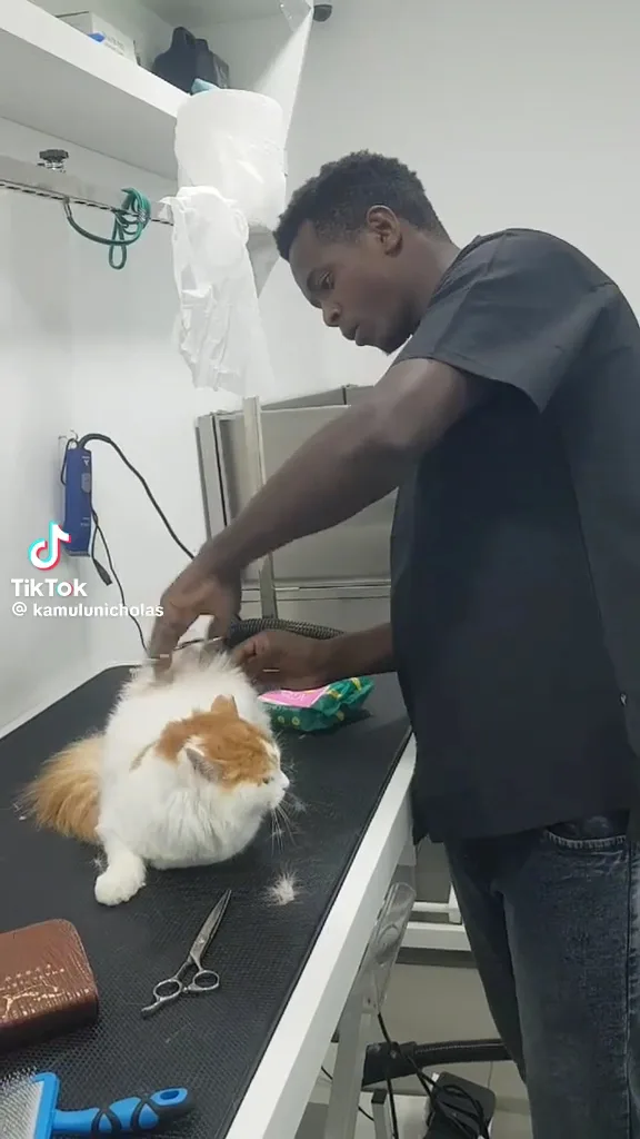 A groomer carefully grooming a fluffy cat at Petlove