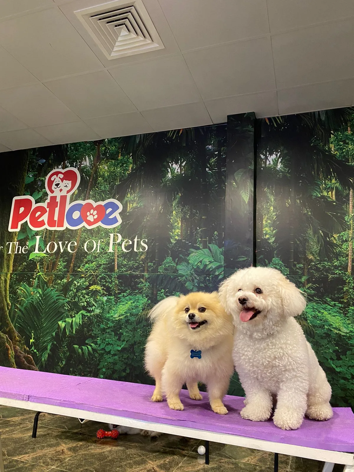 Two freshly groomed fluffy dogs on the grooming table at Petlove