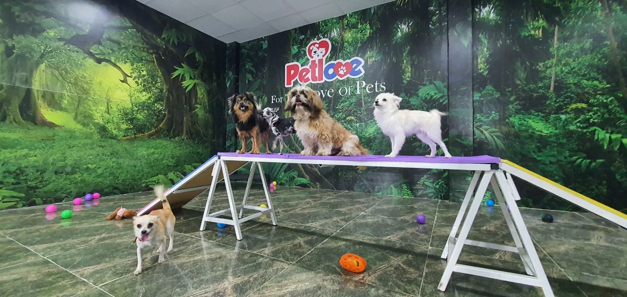 Happy dogs balancing on an agility bridge in Petlove's jungle-themed playroom in Al Quoz, Dubai