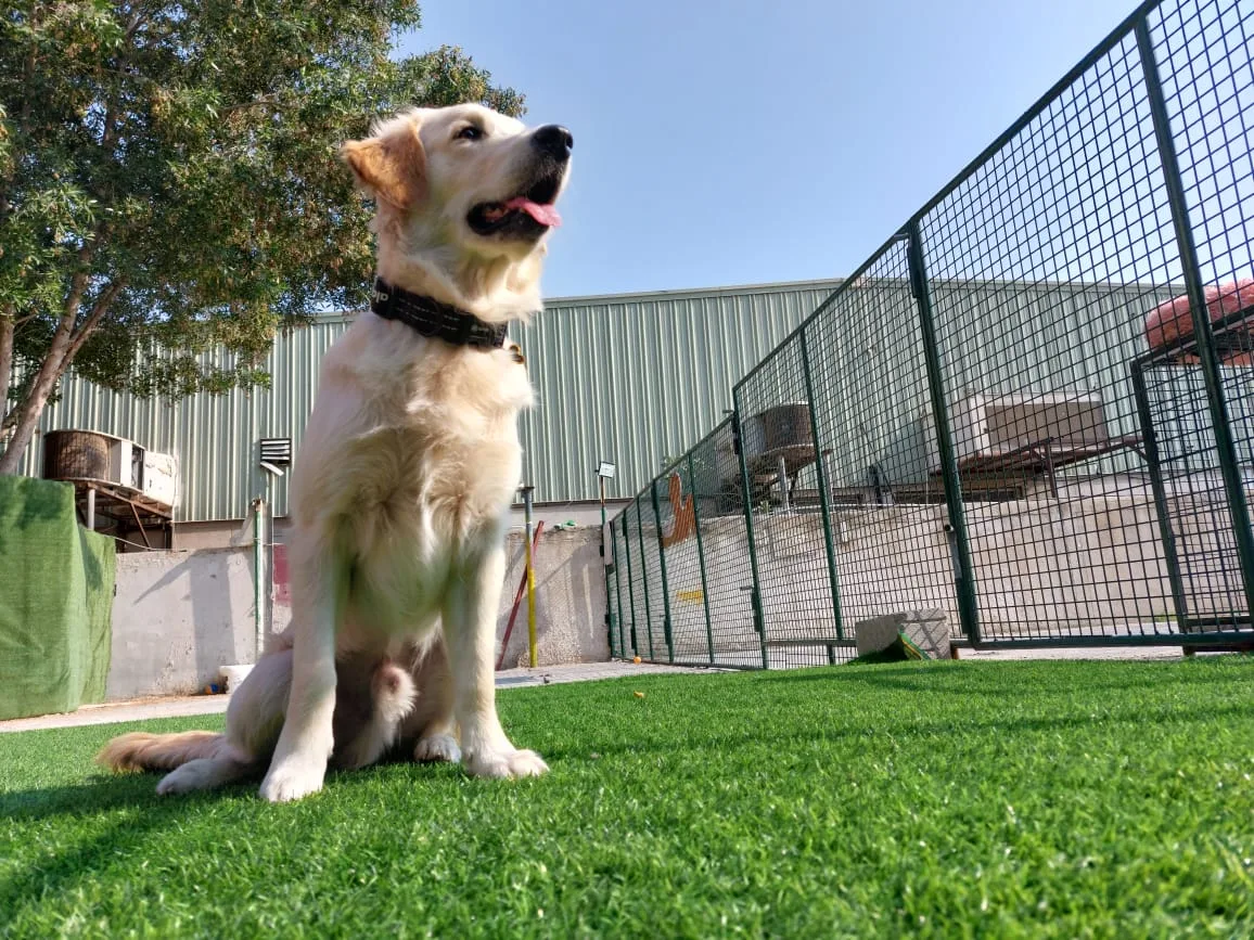 A golden retriever sitting in the sunny outdoor play yard