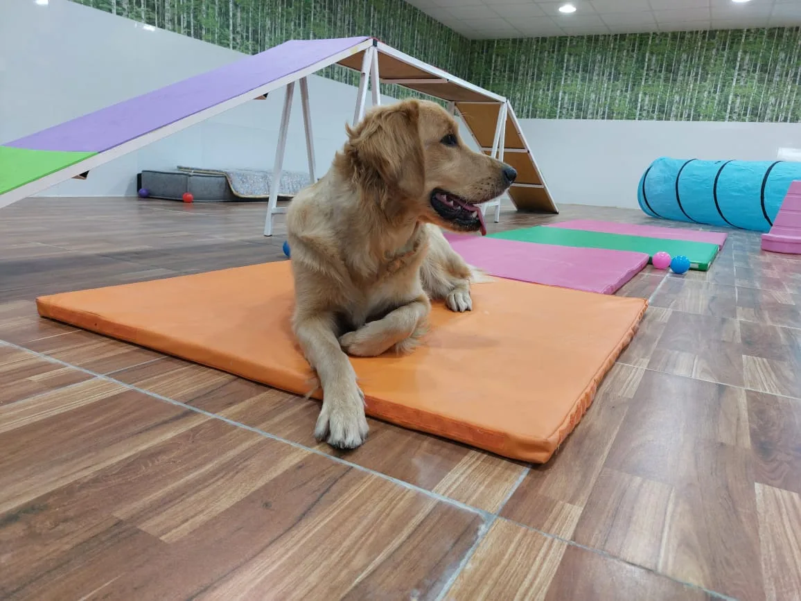 A golden retriever relaxing on a play mat in Petlove's daycare playroom