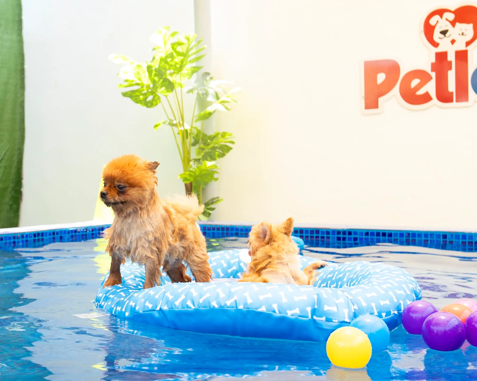 Pomeranians playing on a float in the Petlove pool
