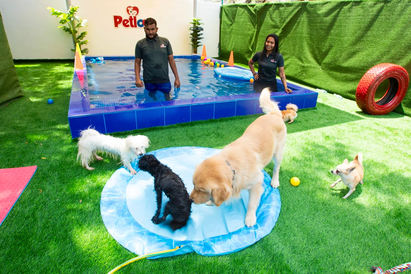 Petlove team supervising dogs at the outdoor pool and splash area