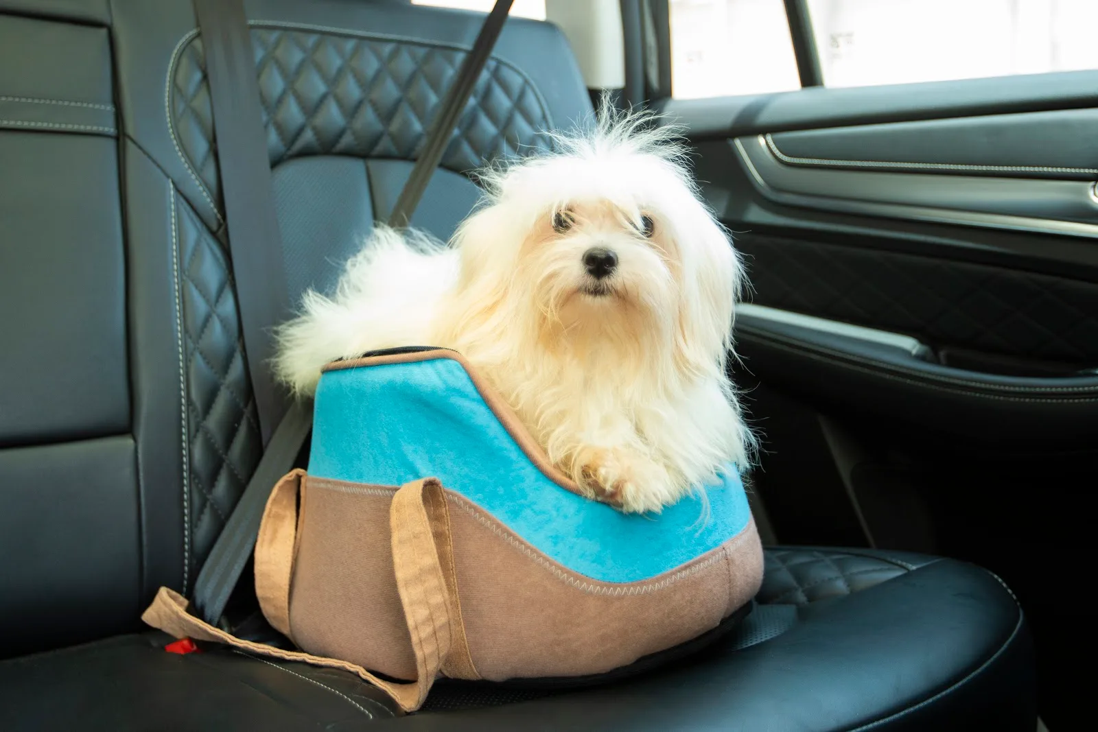 A small white dog riding safely in a carrier during a Petlove pet taxi trip