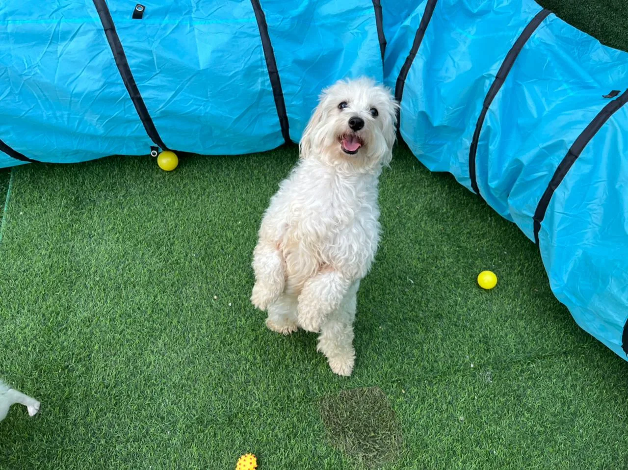 A small white dog playing by a blue agility tunnel on the grass