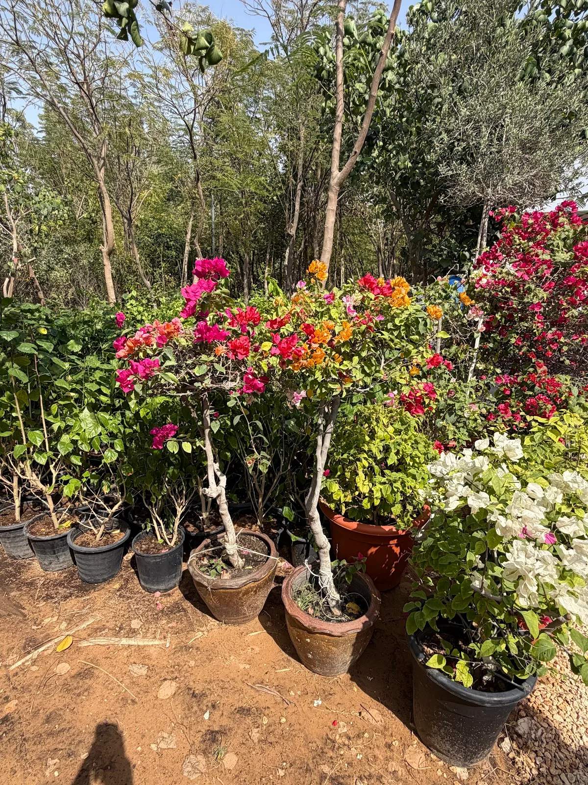 Bougainvillea in pink, orange and white flowering at the nursery